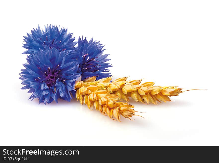 Cornflowers and ears