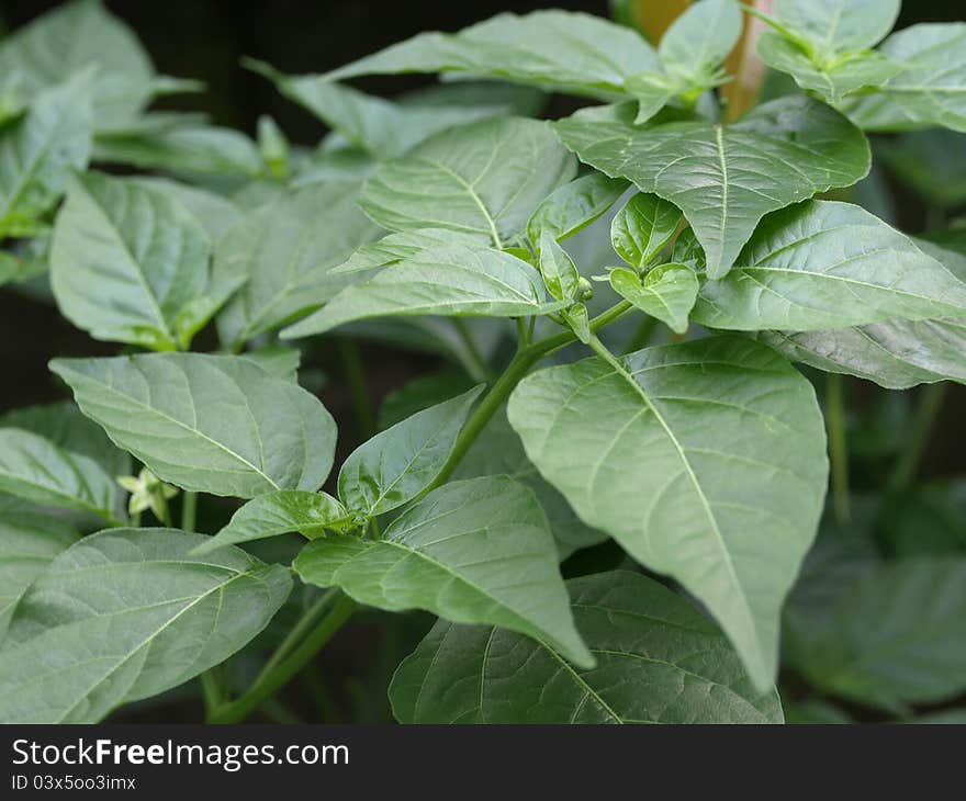 Chili green leaves