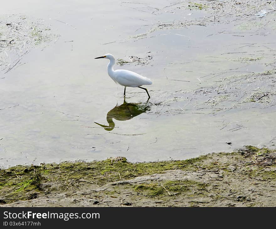 Snowy Egret