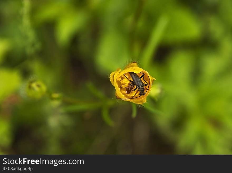 Mountain flower with Spanish flies. Mountain flower with Spanish flies.