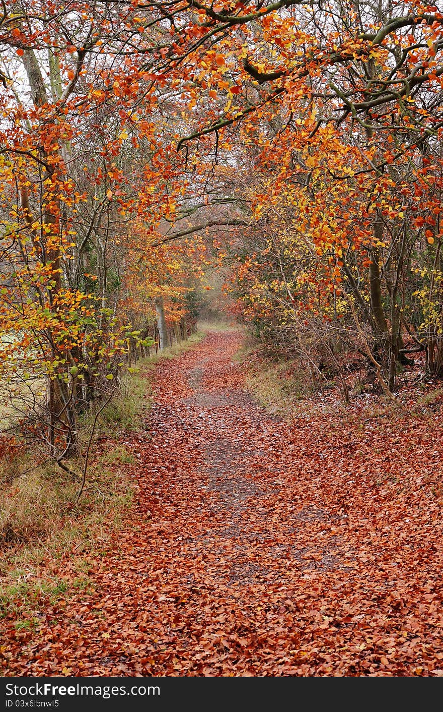 Late Autumn on an English Woodland track