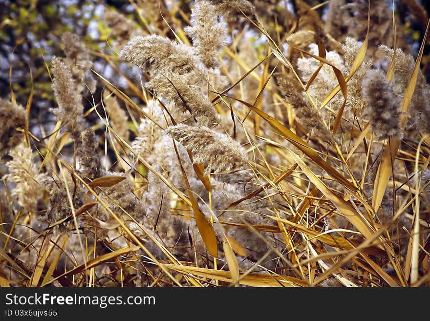 Dry Cane.