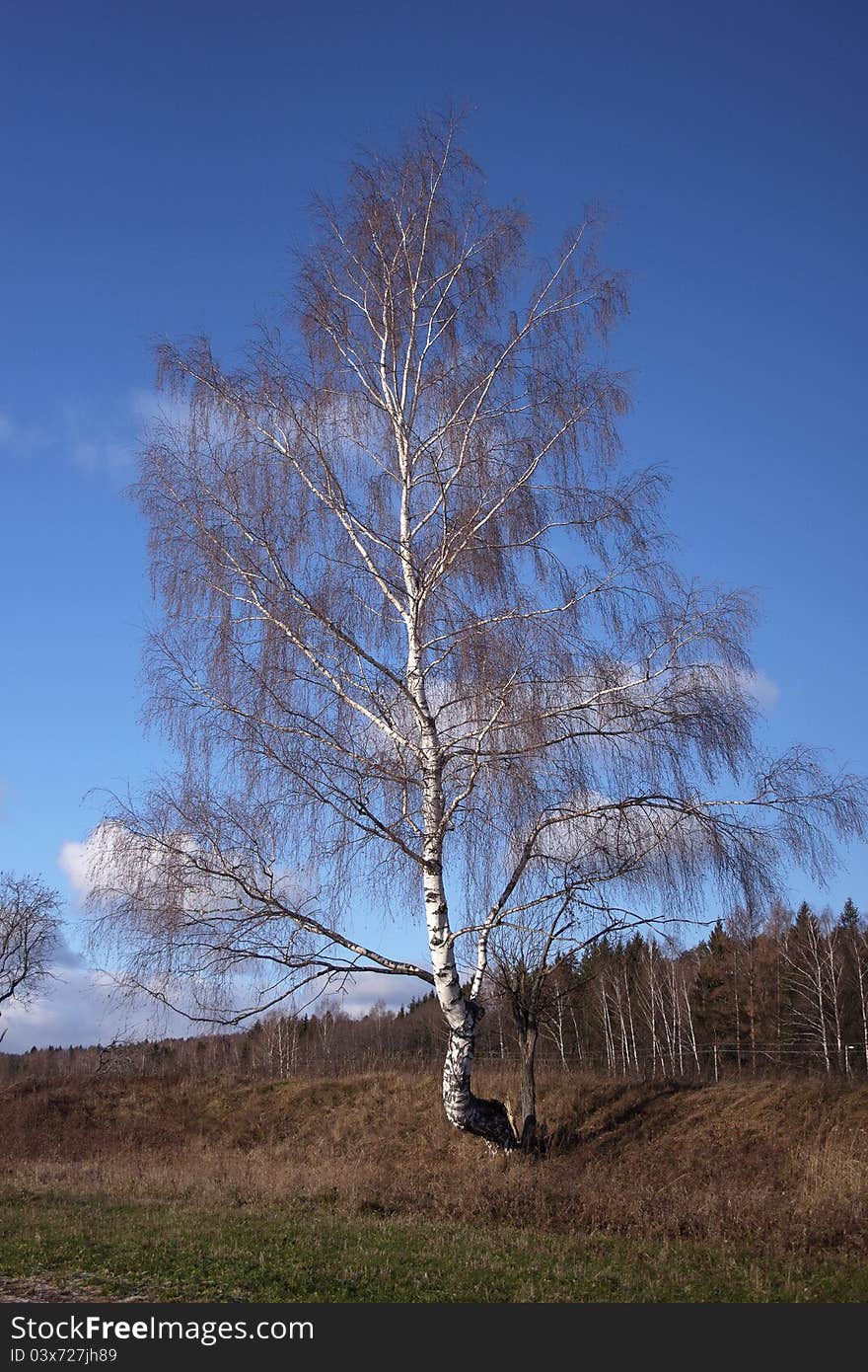 Tall naked birch, it's autumn