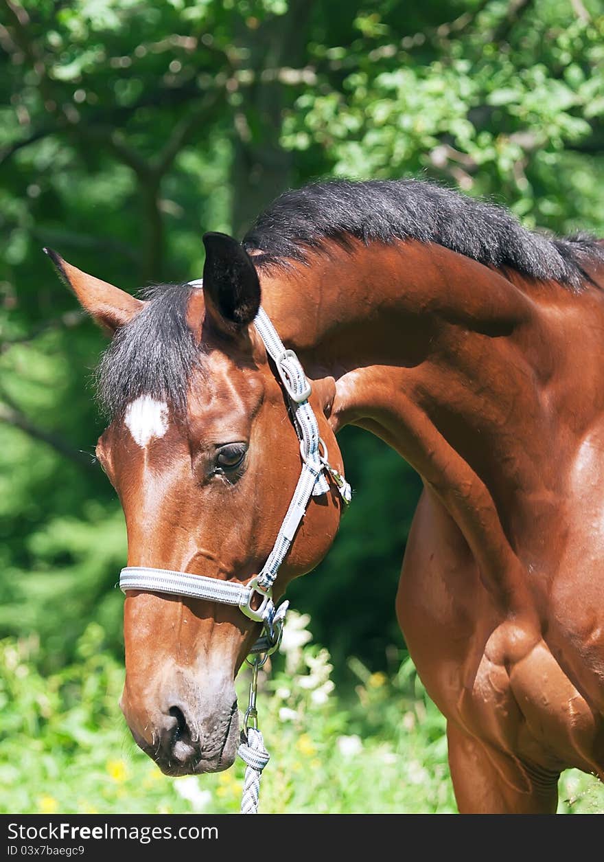 Portait of Wonderful glam breed mare