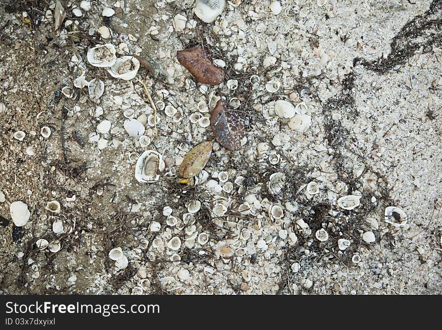 Background of the seashell sand beach abstraction