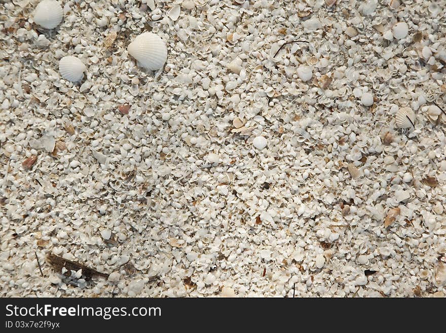 Background of the seashell sand beach abstraction, texture