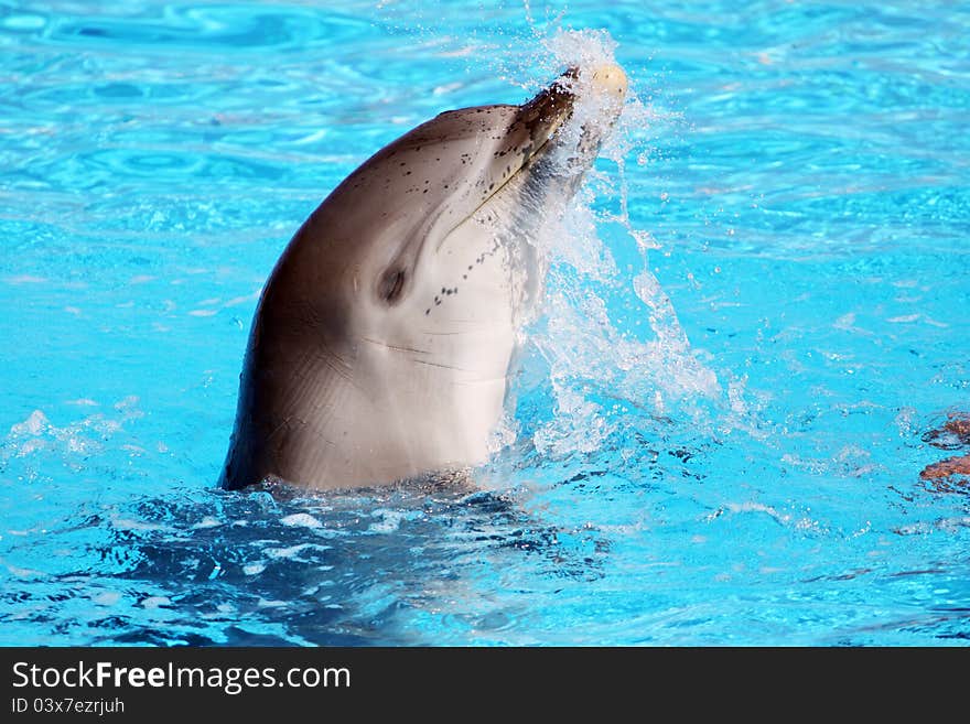 A playful dolphin splashing around