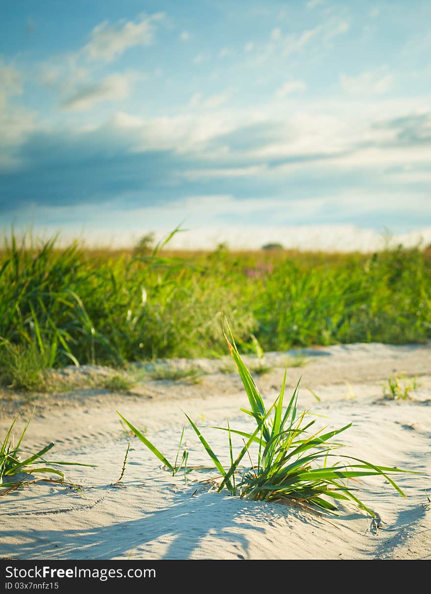 Background of freshly grown sprouts of grass. Background of freshly grown sprouts of grass