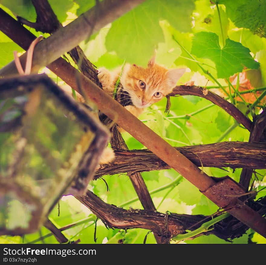 Young kitten sitting on branch outdoor shot at sunny day