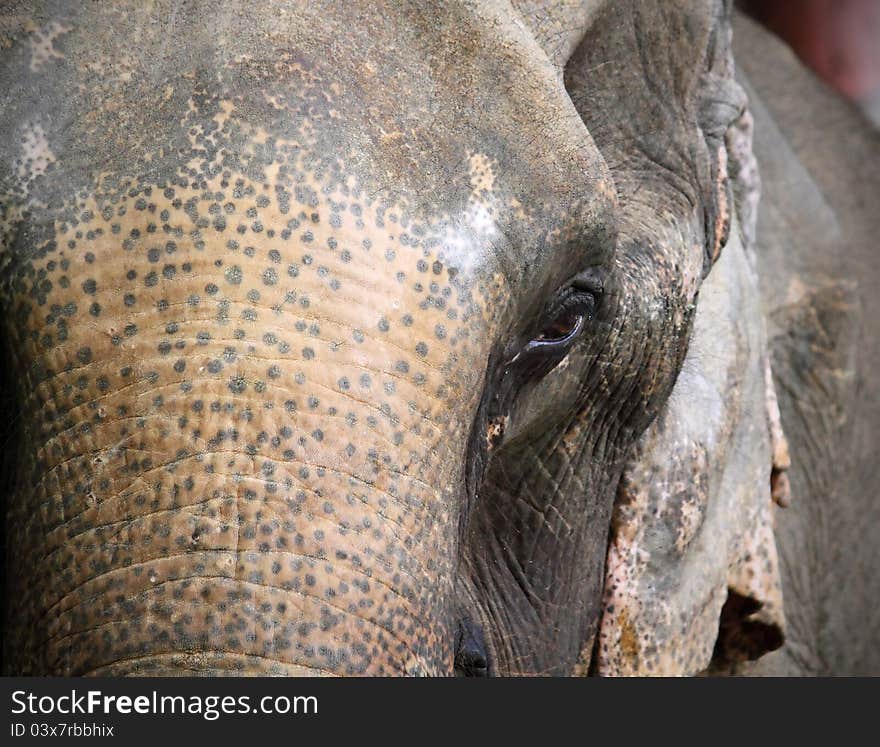 Thailand elephant