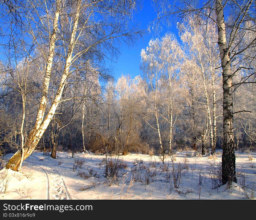 Winter landscape with traces of sledge and snow trees.