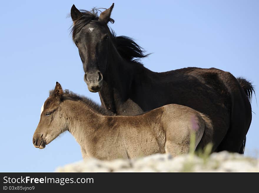 Mare and foal