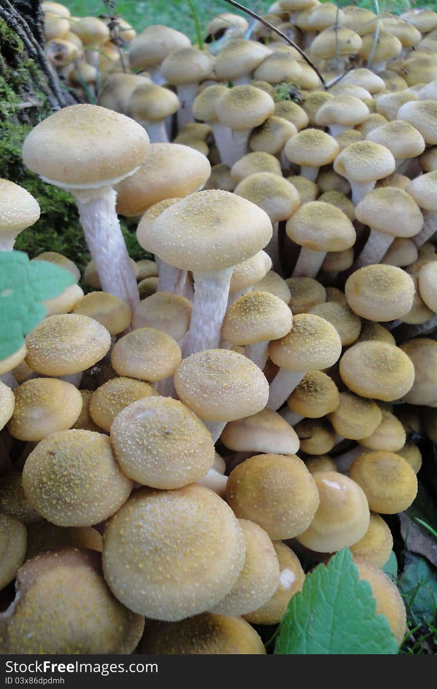 Mycelium of false honey agarics in Georgia. Mycelium of false honey agarics in Georgia