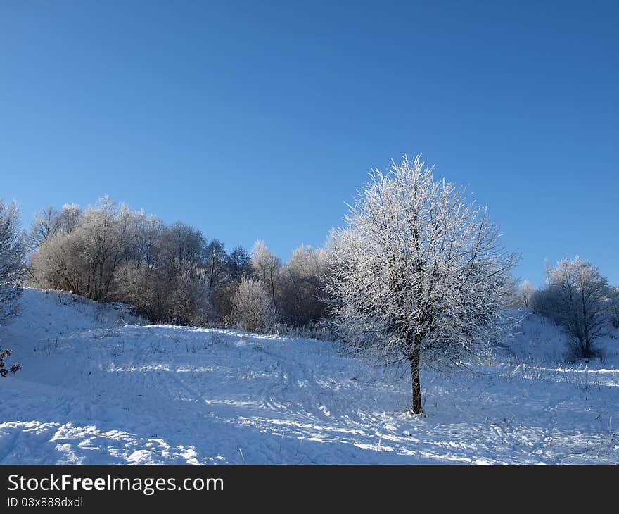 Lonely winter tree