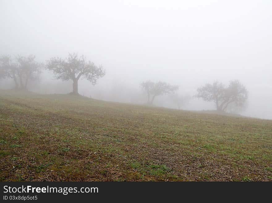 Olive grove in the fog