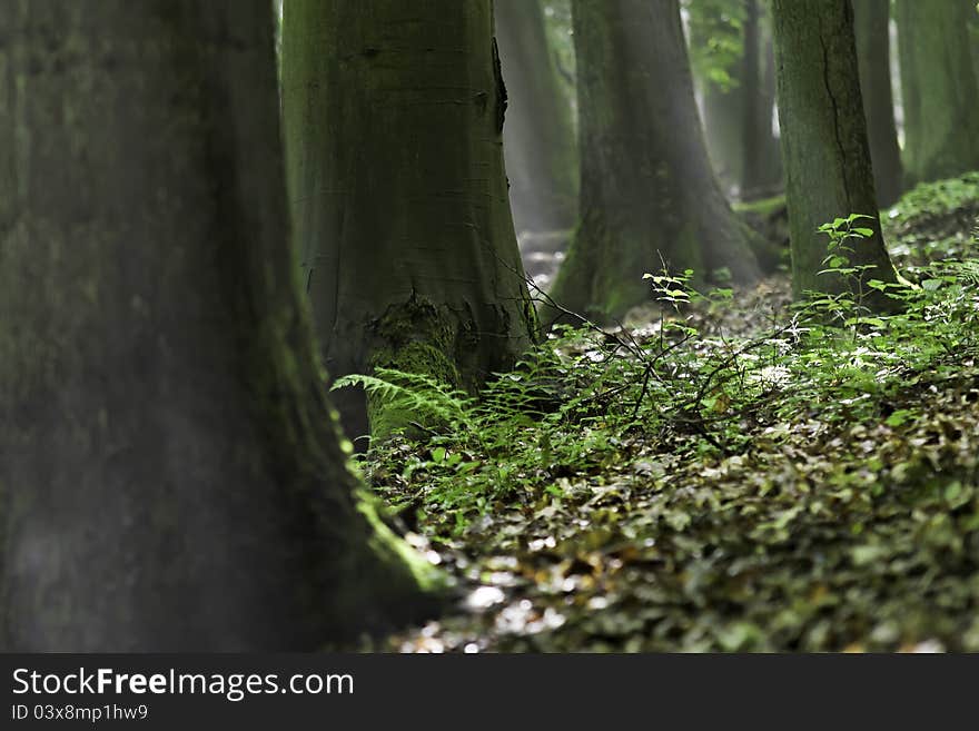 Closeup view of trees in the forest