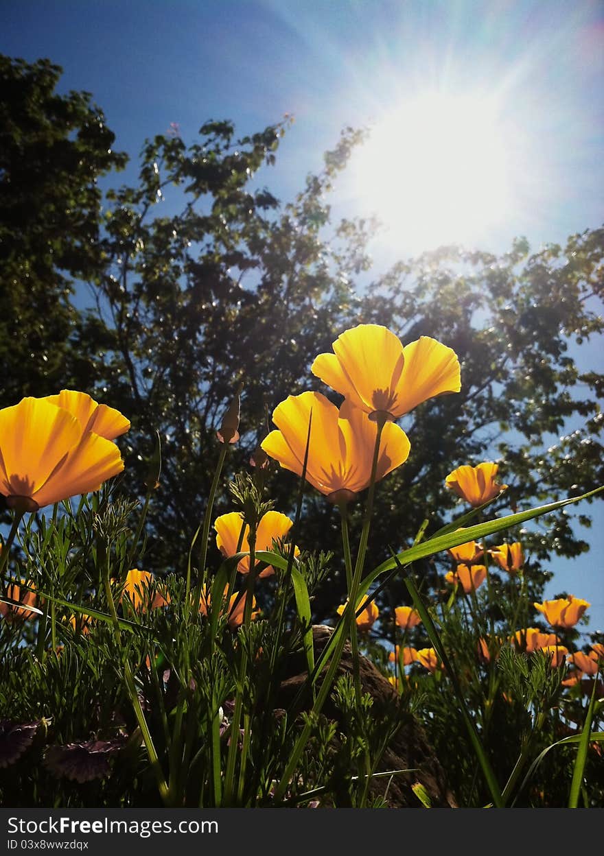 Orange California Poppy flowers growing toward the sun. Orange California Poppy flowers growing toward the sun.