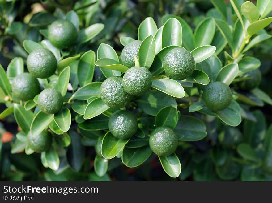 Citrus microcarpa- lime plant in herb garden. Citrus microcarpa- lime plant in herb garden