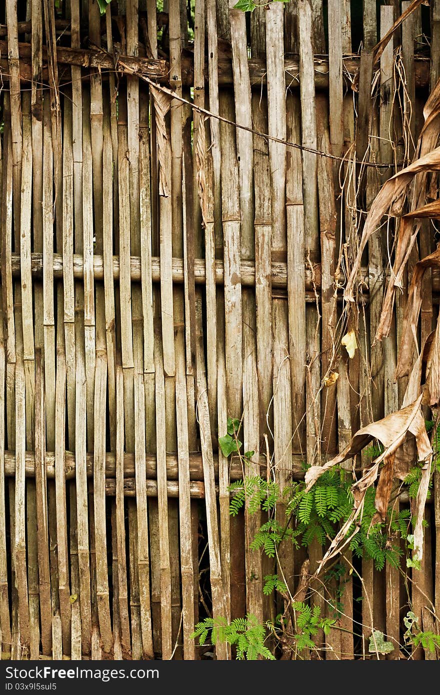 The walls of the bamboo grass. The walls of the bamboo grass.