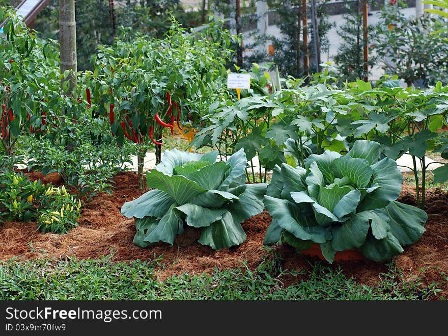 Cabbage,chili,eggplants in home garden. Cabbage,chili,eggplants in home garden