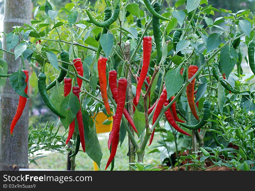 Red chili peppers on plant