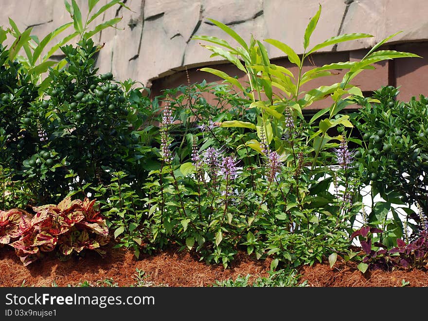 Various types of herbal plants in herb garden. Various types of herbal plants in herb garden