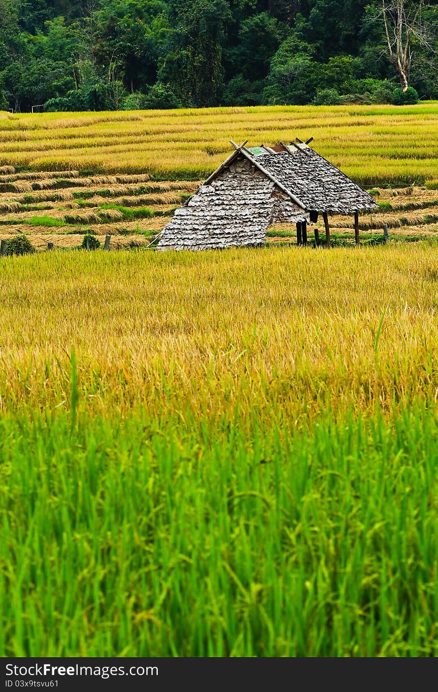 Hut in the fields of green, yellow