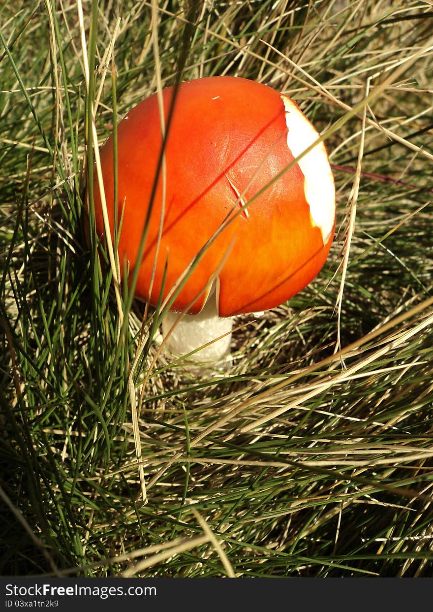 Little red toadstool in grass. Little red toadstool in grass