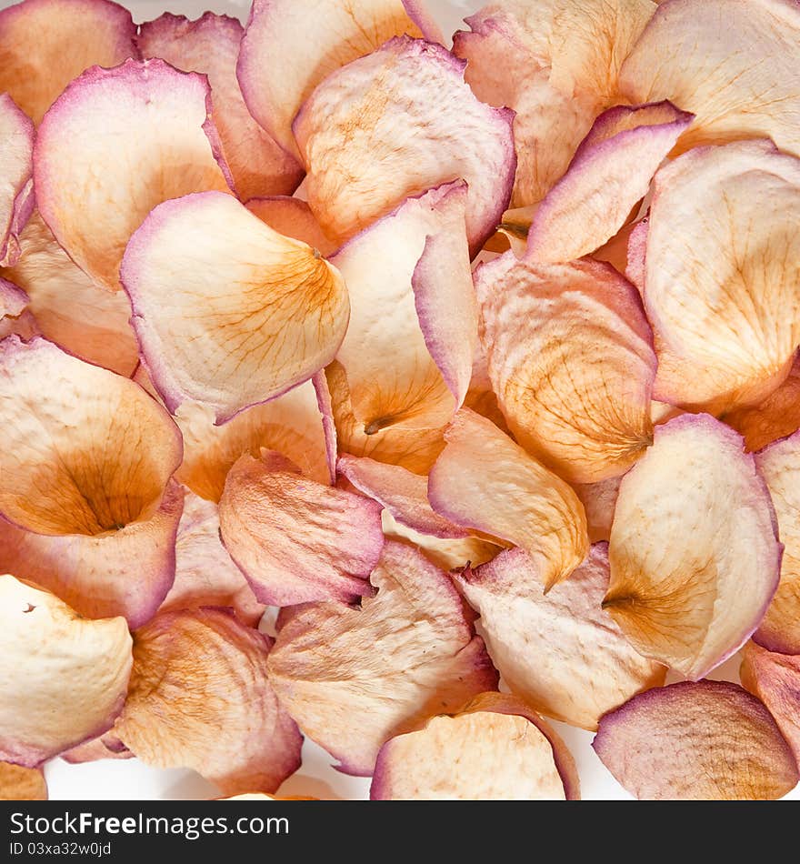 Dried rose petals background