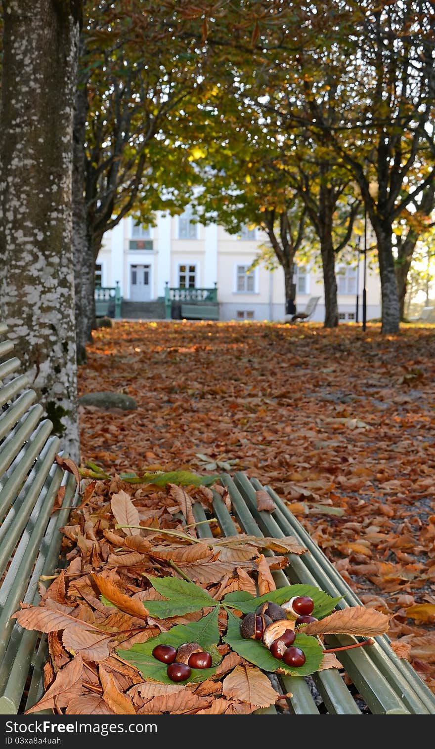 Autumn's chestnuts on the bench. Autumn's chestnuts on the bench