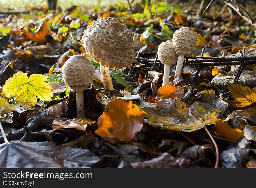 Closed Shaggy Parasol Mushrooms