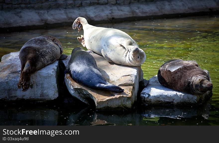 Sea Lions on rocks in the zoo.