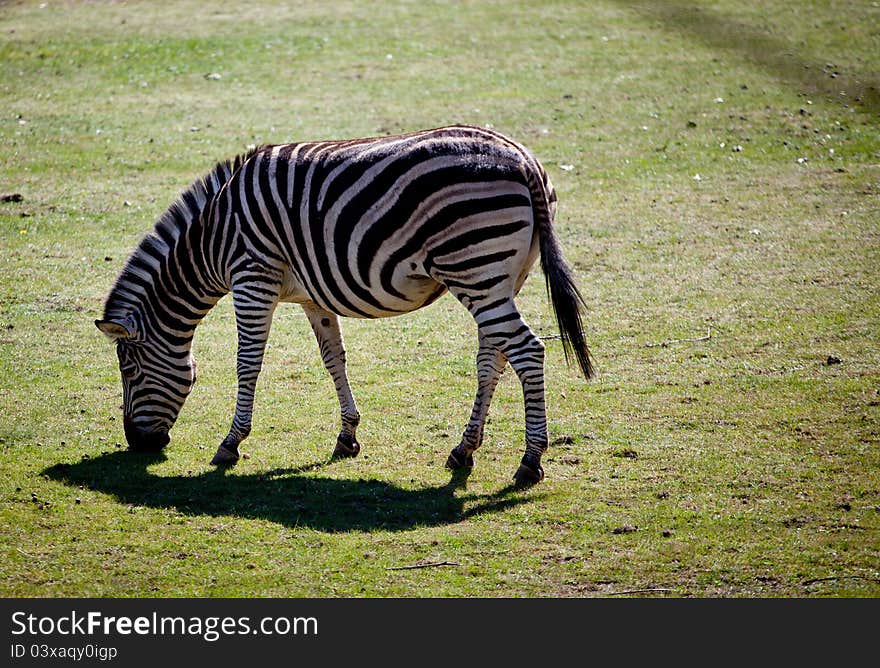 This image of a Zebra was captured at Oliva Zoo, Poland.