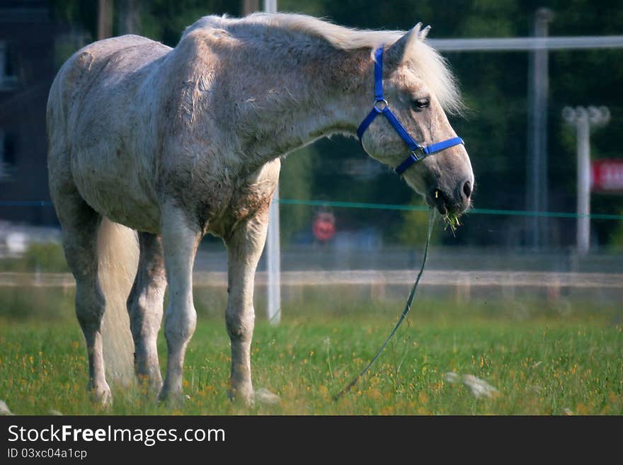 White horse