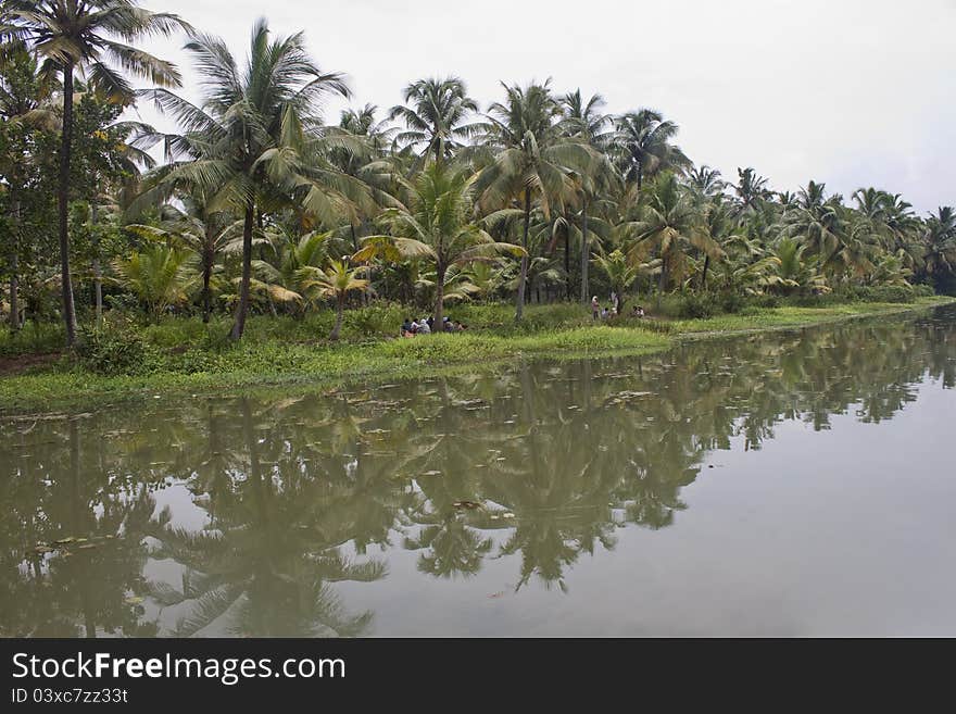 Palms along canals and lakes in Backwaters, Kerala, India. Palms along canals and lakes in Backwaters, Kerala, India