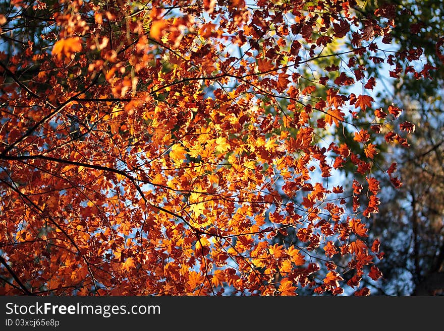 Colourful dry leaves with selected focus in autumn