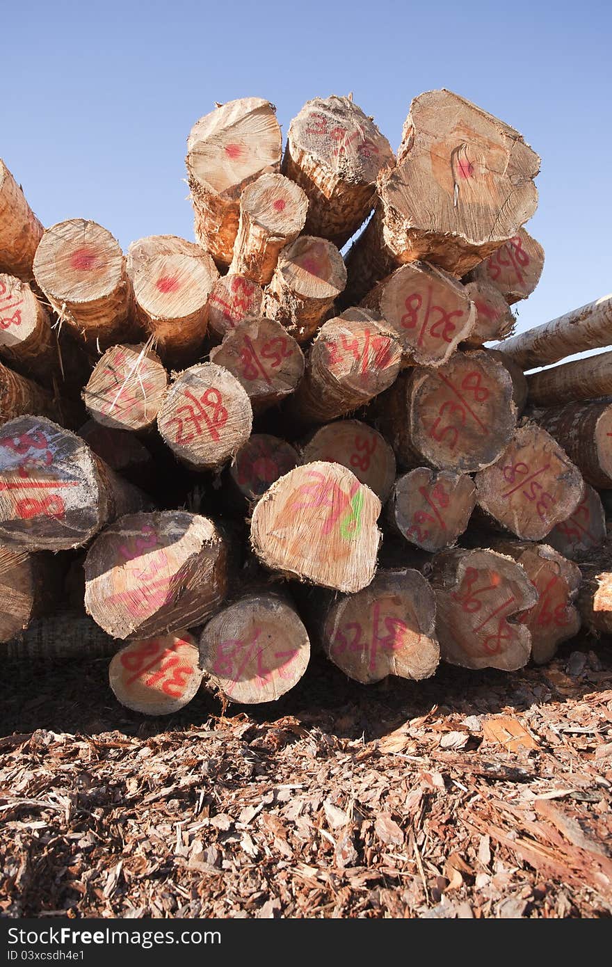 Felled Pine Logs