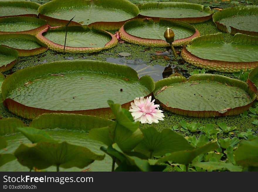 Photo with green leafs waterlily