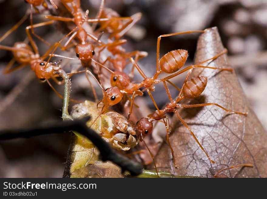 Ants and victim grasshopper in macro mode