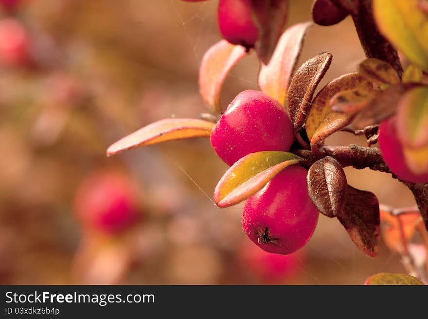 wild cranberries  in november cold