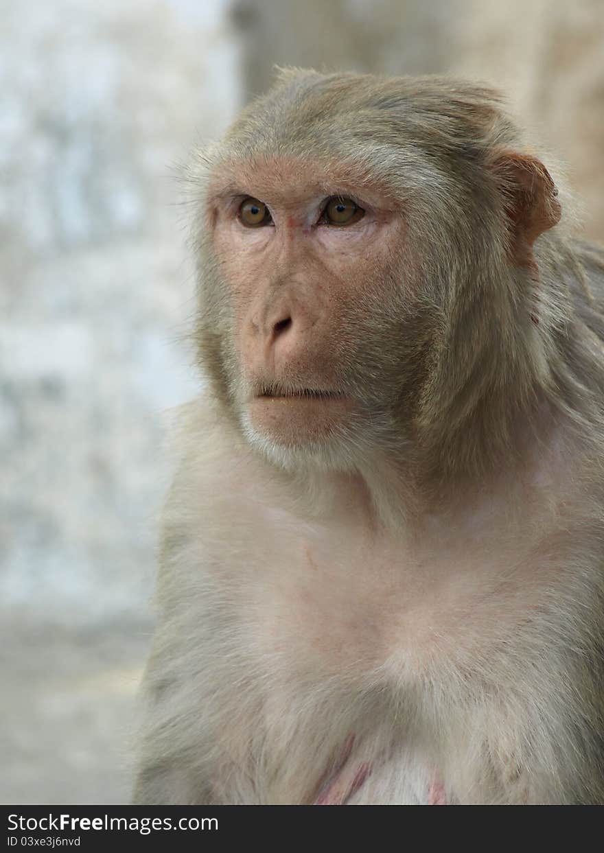 Monkey with serious face at India. Monkey with serious face at India