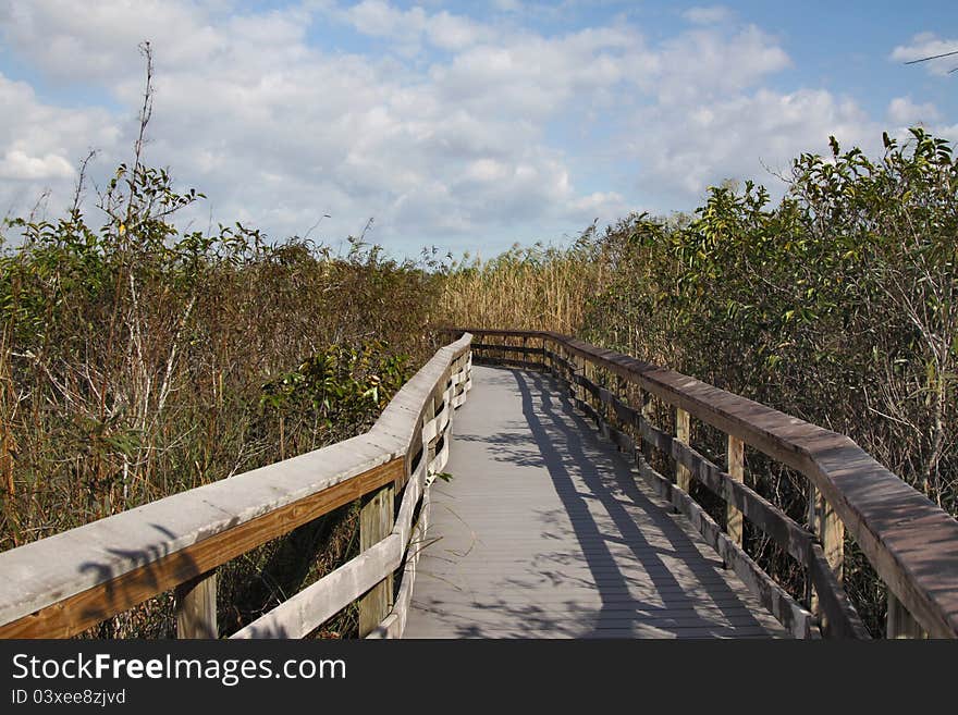 Road in Mangrove