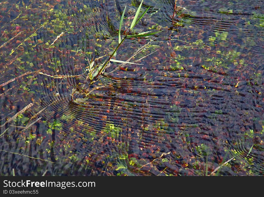 Grass in river