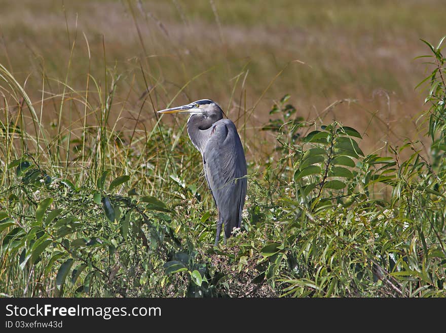 Blue Heron