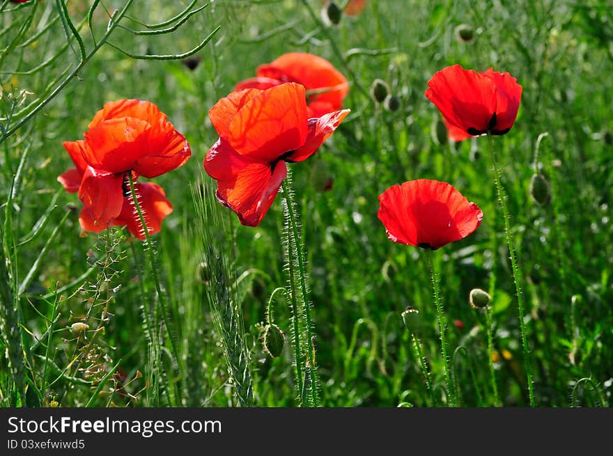 Red poppies on green field.  Horizontal orientation.