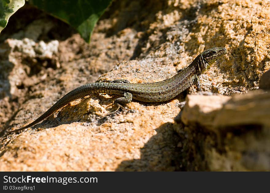 Sleek lizard waiting for the insects