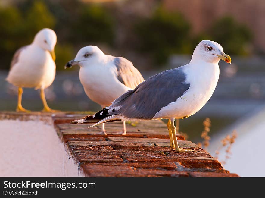 Seagulls poses in the sunrise light