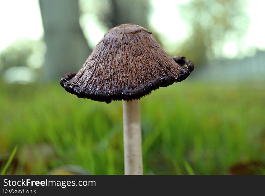 Mushroom in green grass