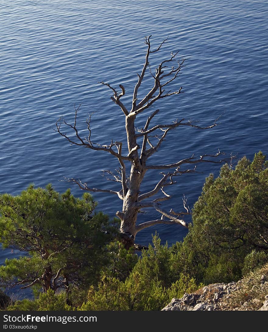 Crimea, a dead pine tree on the rocks on the seashore. Crimea, a dead pine tree on the rocks on the seashore.