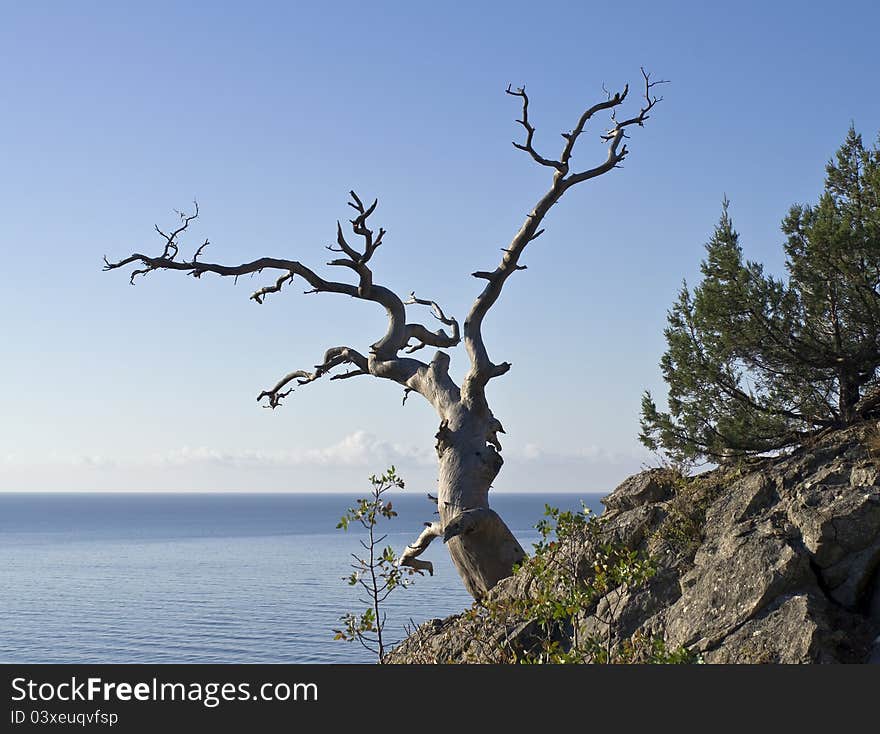 Crimea, a dead pine tree on the rocks on the seashore. Crimea, a dead pine tree on the rocks on the seashore.